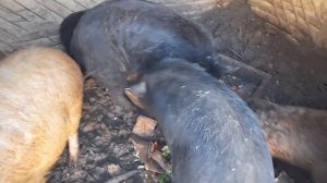 покормил свиней отрубями