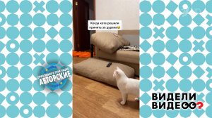 Когда решили разыграть кота. Видели видео? Фрагмент выпуска от 16.02.2025