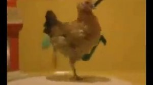 Новогагатли!!!" курица танцует