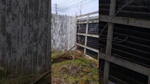 Венгерская СИРЕНЬ! Посадка, уход, размножение! Мой Сад!🌺#Сад #огород #дача #сирень #садовод #блогер