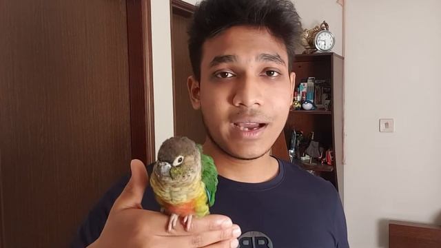11 MISTAKES YOU SHOULD AVOID WITH YOUR PET BIRDS смотреть онлайн