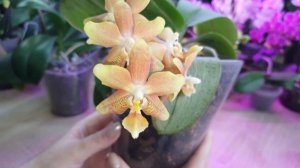 Орхидея Phalаenopsis Yellow Chocolate/азиатский и голландский вариант/ Желтый шоколад #Цветение 202