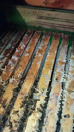 ЗИМОВКА ПЧЁЛ В ОМШАННИКЕ В ФЕВРАЛЕ, КАК РАСПОЛОЖЕНЫ КЛУБЫ ПЧЁЛ.