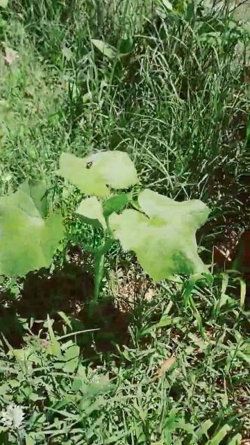 Cucumber and sunflower plants! #shorts смотреть онлайн