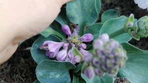 Хоста сорта "блю маус иэрс" в нашем саду.