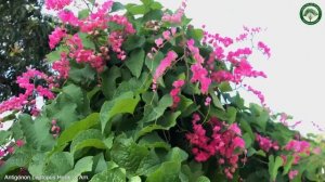 Antigonon Leptopus Hook. & Arn. | Flowering Lianas | 🇵🇦 Panama |