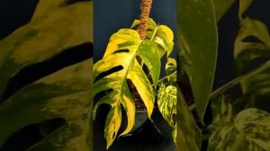 Epipremnum Pinnatum "Kujang" Super Yellow - Tanaman Hias Aroids