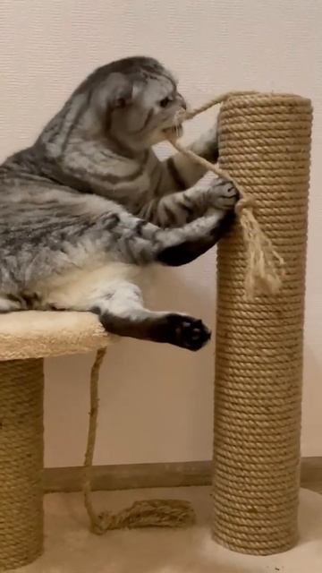 Когтеточки Catsville