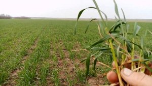 Агрофак 100 оз пшеница предшественник подсолнечник