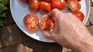 Томат гном, сорт "Спящая Леди", интересный и сочный. Dwarf "Sleeping Lady" juicy tomato 🍅