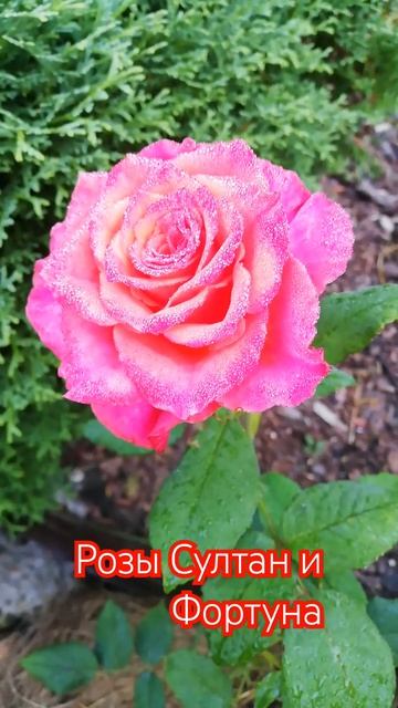 Розы Султан и Фортуна #цветывсаду #розы #цветениероз #сортароз #султан #розарий #садсвоимируками