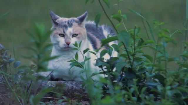 CAT|| CATS || CATLOVER|| Calico cat || cat on stone || @_cats_lover6343
