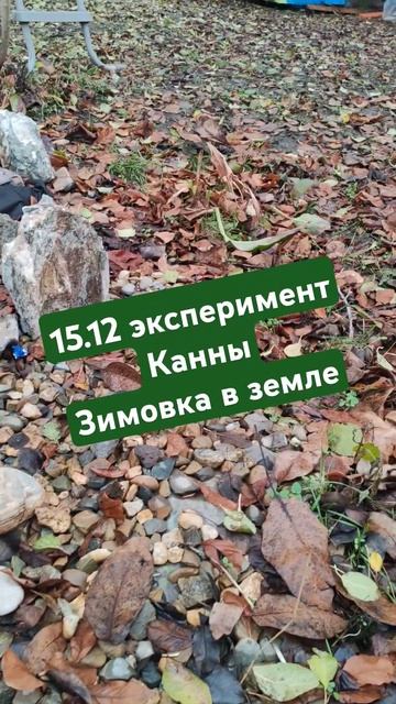 Оставила канны зимовать в земле, вернусь с видео в марте, надеюсь - не промерзнут
