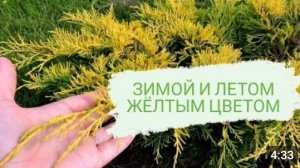 МОЖЖЕВЕЛЬНИК КОТОРЫЙ ОСТАЁТСЯ ЖЁЛТЫМ ВЕСЬ ГОД