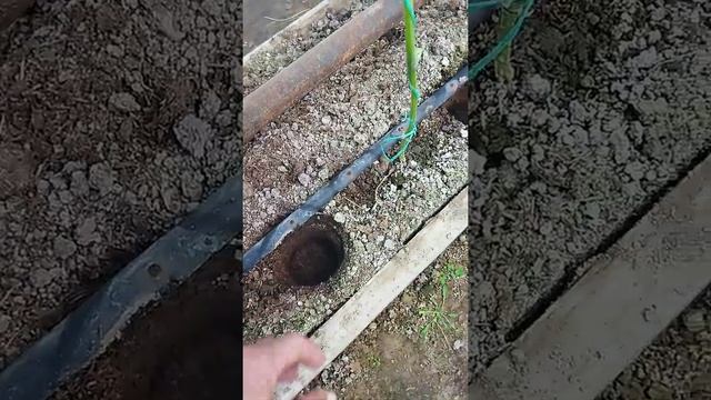 Бір алқаптан 2-3 рет өнім алу немесе қазақша айтқанда "бір оқпен екі қоянды атып алу"😁 смотреть онлайн