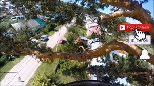 Высокая сосна, ветер не дает скучать