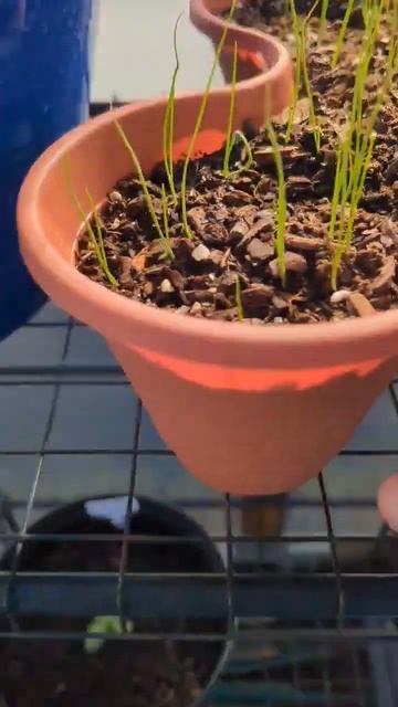Growing Scallions in containers |quick look in greenhouse #garden смотреть онлайн