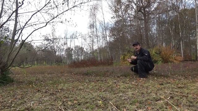 Ontspronkelijk uit Amerika afkomstig 'grote Veenbes' смотреть онлайн