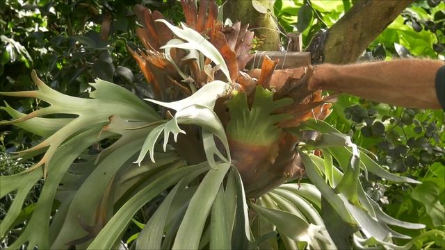 Staghorn Ferns - Visually stunning and easy to grow!
