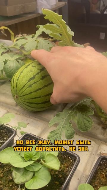 Моя ферма