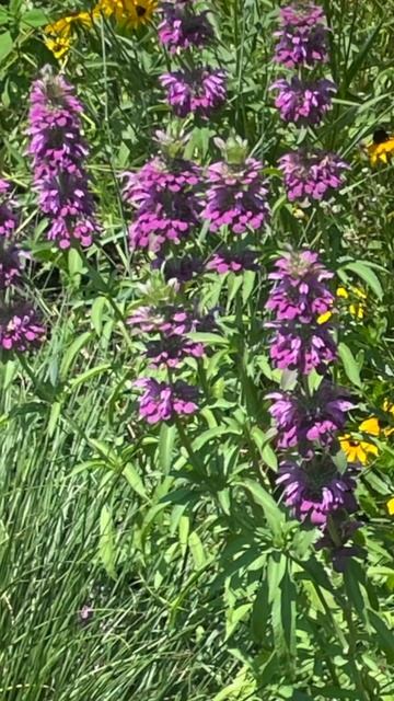 What Are Examples of Native Plants? #shorts #nativeplants #gardening