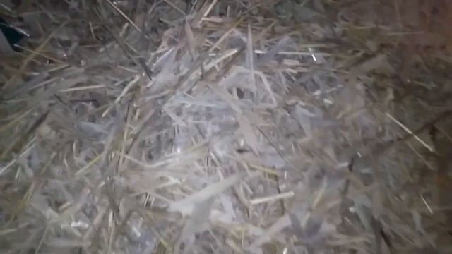 Нутрии смотреть онлайн