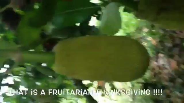 NaTaLia Vivianna SoL 💚 TropicaL Fruit on the Trees. Tis A Season to Ripen.