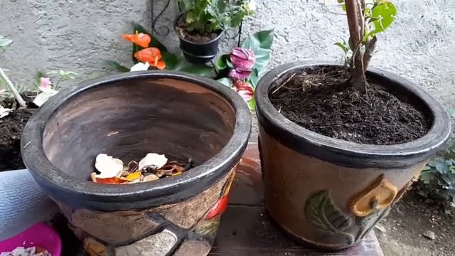 Por qué debes tener varias Bugambilias o Camelina. смотреть онлайн