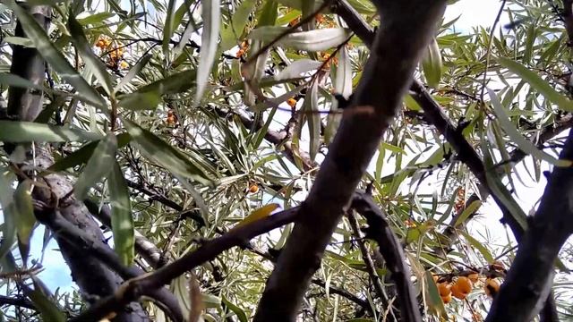 Обліпиха саджанець /Sea buckthorn seedling