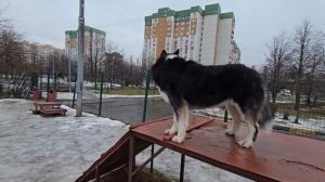 С хаски Диком идем на площадку) 8.01.24