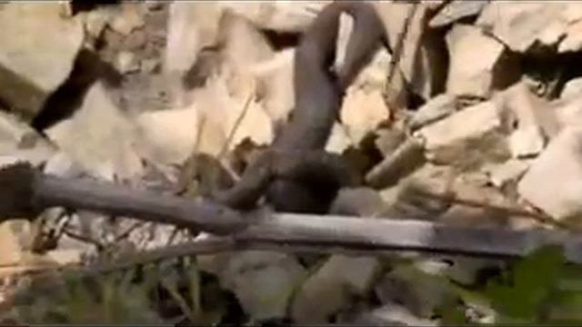 Клубок змей