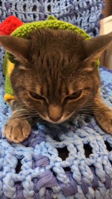 🐾 Мы с Дейликом нашли еще одно стихотворение про котеек: «Проверено»