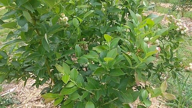Начало созревания голубики, обзор по сортам. Один из лучших сортов _Спартан_.