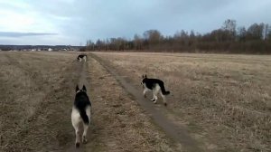 Восточноевропейская овчарка. Отбор. И что за зверь такой рабочая собака?