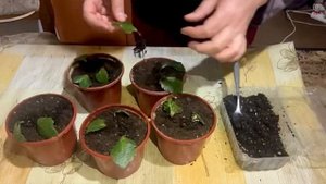 КАЛАНХОЭ РАЗМНОЖЕНИЕ ЛИСТОМ🍃(часть-2) КАЛАНХОЭ ГУЛИНИ БАРГИДАН КУПАЙТИРИШ