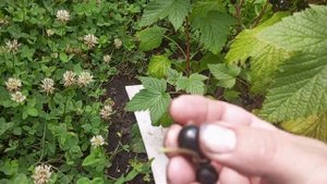 1.07.23 р.Смородина Блэк Мэджик (Black Magic)