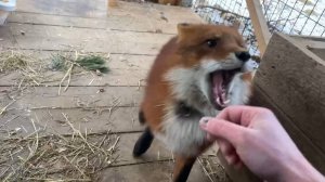 Лиса-Алиса. Как лис Игнис просит поиграть с ним.