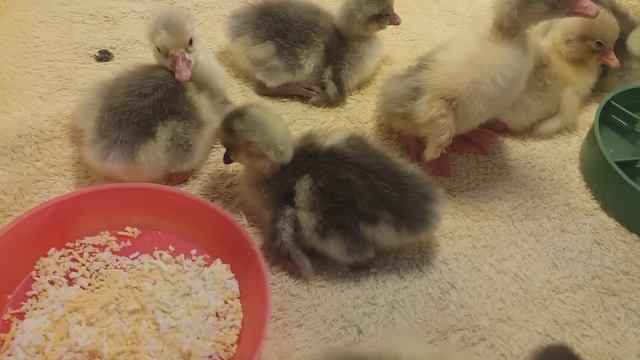 Вывод гусят начался смотреть онлайн