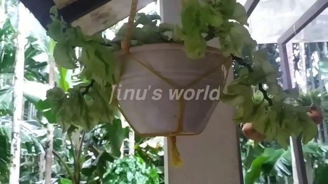 Hanging plants /17 types of hanging plants and names /fast growing plants/jinu's world