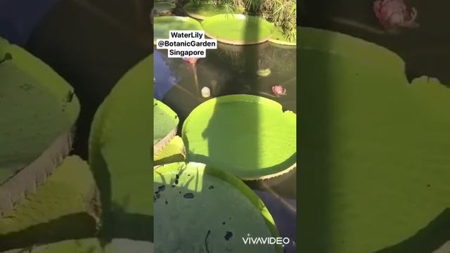 Water Lily смотреть онлайн