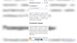 Всё о породе сибирская кошка.| Ч.2| @pets-xn6qc