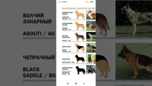 Поговорим об окрасах восточноевропейской овчарки.