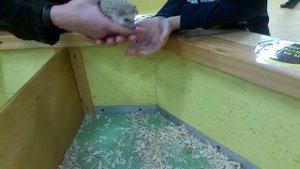 Смелый прыжок Ёжика