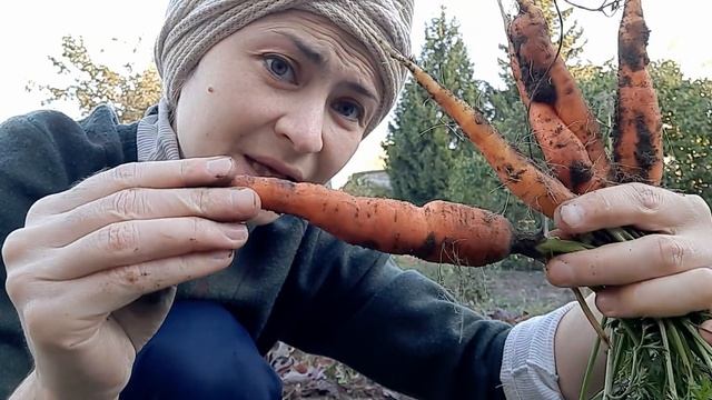 Дачный сезон Морковь Почему именно морковь стоит выращивать? смотреть онлайн