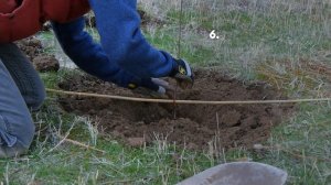 Planting Bare-root Trees