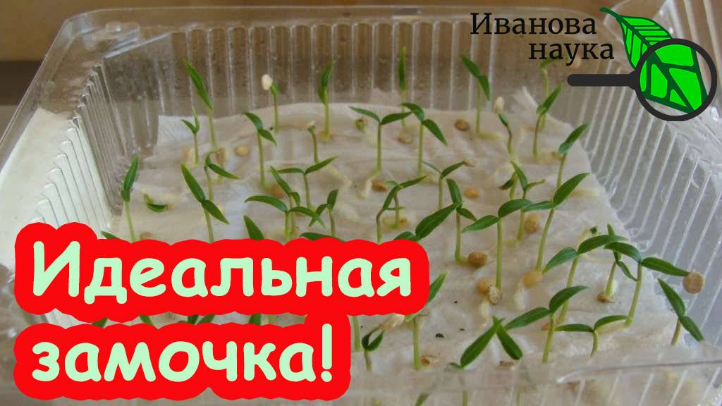 ИДЕАЛЬНОЕ ЗАМАЧИВАНИЕ СЕМЯН: в чем замочить семена томатов, перцев и огурцов перед посевом.