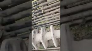 Картофелеуборочный комбайн Anna z644, kombajn do ziemniaków Anna z644