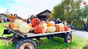 Осень в Швейцарии🇨🇭Швейцарский фестиваль тыквы _ празднование осеннего урожая тыкв