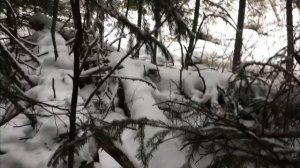 капкан на бобра
#охота