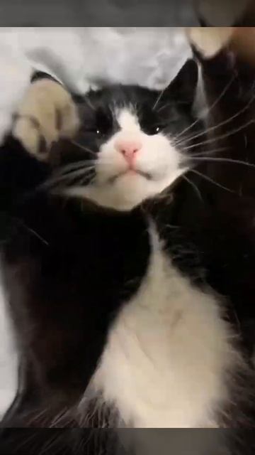 Кот и его защитные лапки!